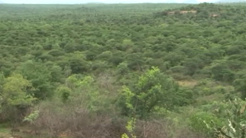 Kasturirangan report forest