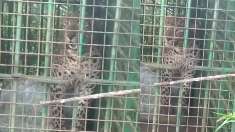 Leopard