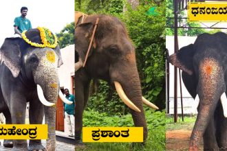 Prashanth Dhananjaya Elephant 2