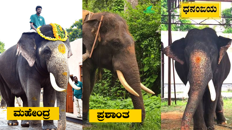 Prashanth Dhananjaya Elephant 2