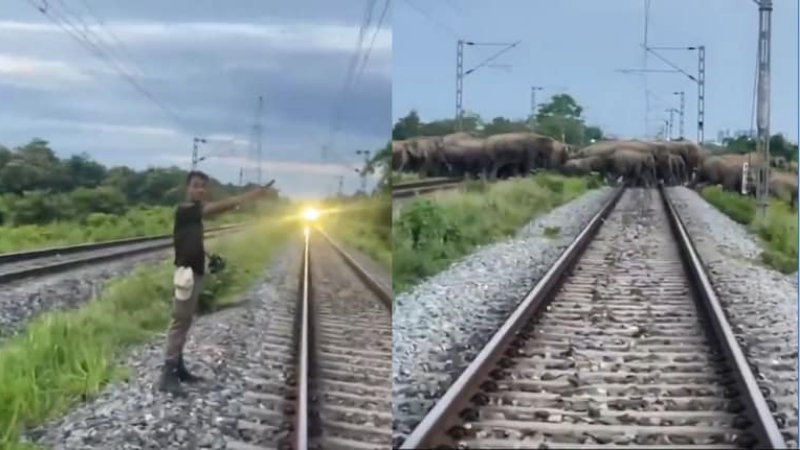 Rajdhani Express halted for elephants in Assam