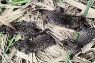 Ramanagar Leopard Cubs