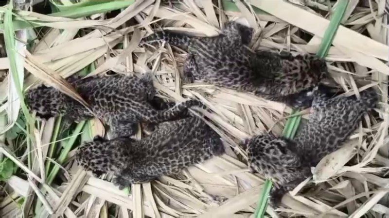 Ramanagar Leopard Cubs