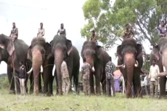 Trained Kumki elephants have been deployed to Belur Hassan district to track and capture rogue wild tuskers