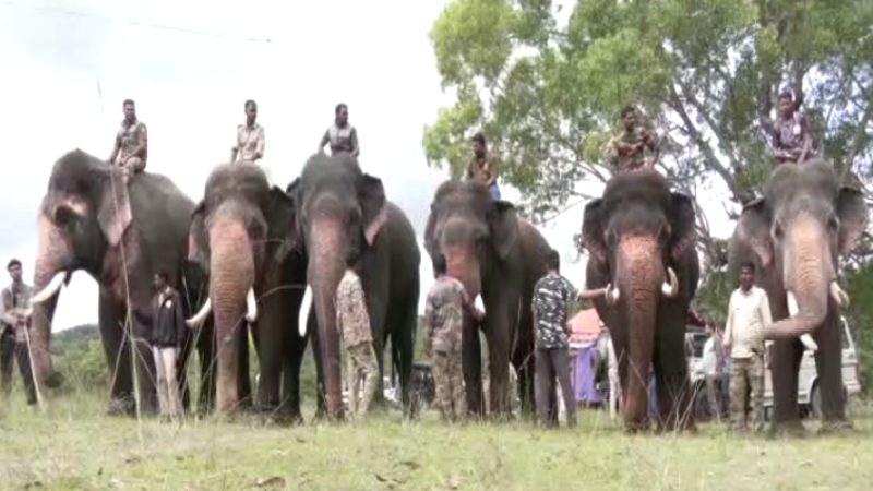 Trained Kumki elephants have been deployed to Belur Hassan district to track and capture rogue wild tuskers