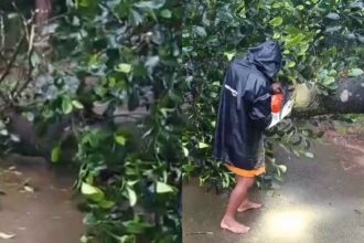 a huge tree fell near sirimane falls road due to heavy rain in chikkamagaluru