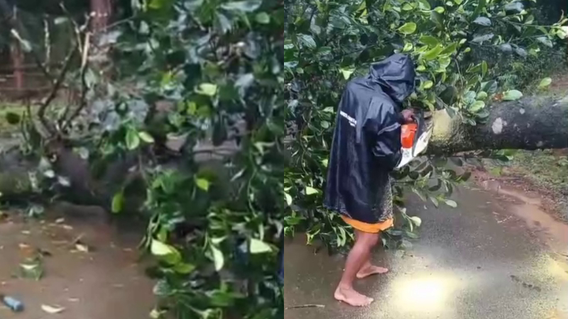 a huge tree fell near sirimane falls road due to heavy rain in chikkamagaluru
