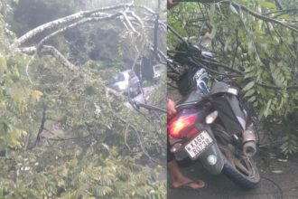a tree fell on a tourists bike near mullayanagiri