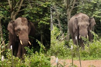 a wild elephant attack on vehicles in kittavar village area of belur hassan