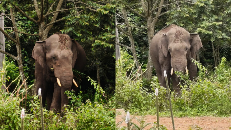 a wild elephant attack on vehicles in kittavar village area of belur hassan