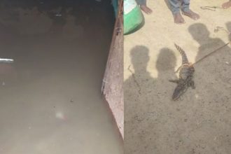 crocodile in village