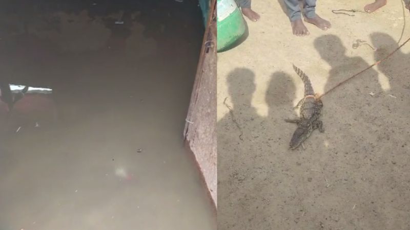 crocodile in village