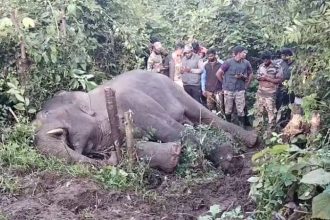 elephant captured after 7 hour operation in belur hassan