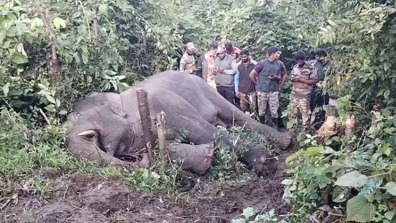 elephant captured after 7 hour operation in belur hassan