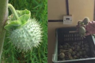 karnataka suspends food licences of amazon instamart bigbasket over sale of datura