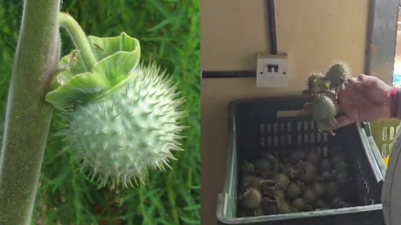 karnataka suspends food licences of amazon instamart bigbasket over sale of datura