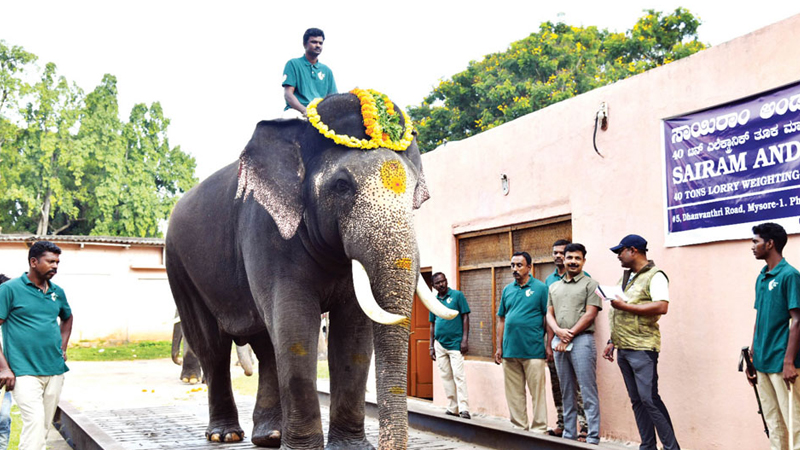 ಚಿನ್ನದ ಅಂಬಾರಿಗೆ ಹೊಸ ಸಾರಥಿ ಯಾರು? ಧನಂಜಯ–ಪ್ರಶಾಂತನ ನಡುವೆ ಪೈಪೋಟಿ, ರೇಸ್ನಲ್ಲಿ ಮಹೇಂದ್ರ! 13 mahendra elephant