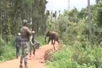 wild elephant chased police jeep in hassan beluru