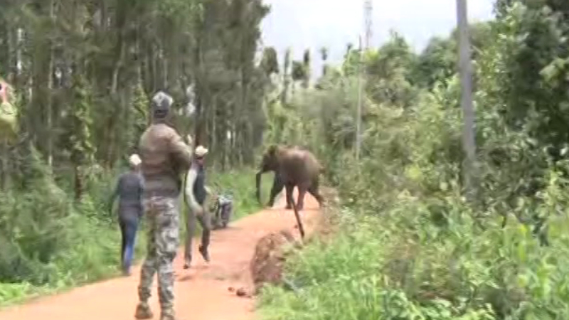 wild elephant chased police jeep in hassan beluru
