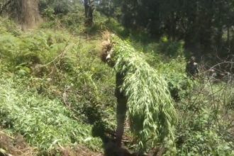 292 cannabis plants found in the biligirirangana betta forest