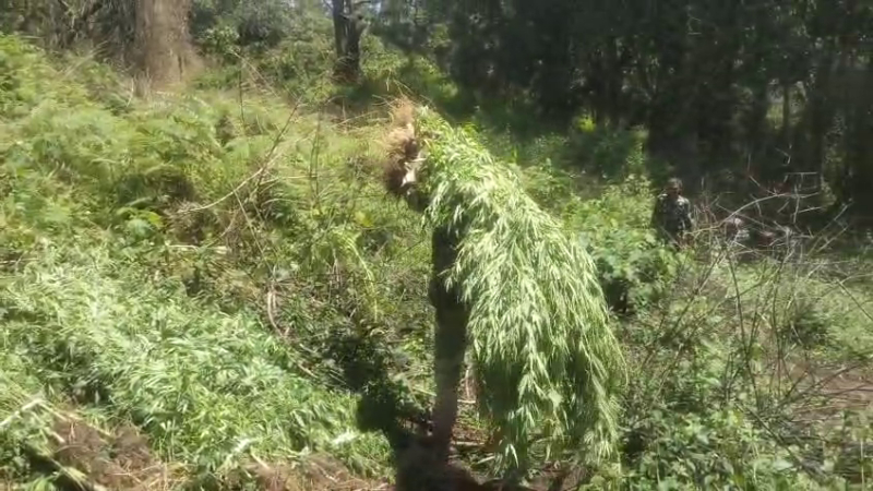 292 cannabis plants found in the biligirirangana betta forest