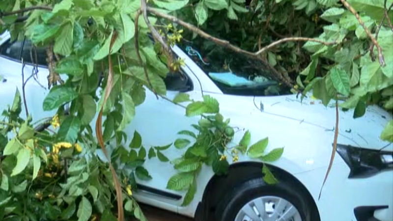 3 vehicles damaged after a tree fell due to rain in malleshwaram 1