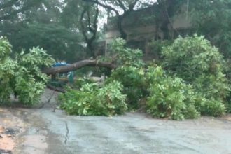 3 vehicles damaged after a tree fell due to rain in malleshwaram