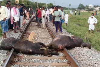 8 Buffaloes Run Over by DEMU Train Near Hosapete Dairy Farmer Family Devastated