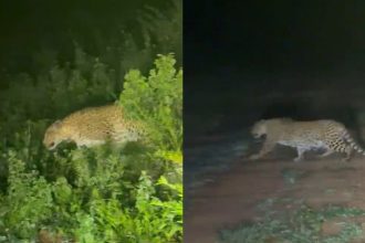 Anchepalya leopard