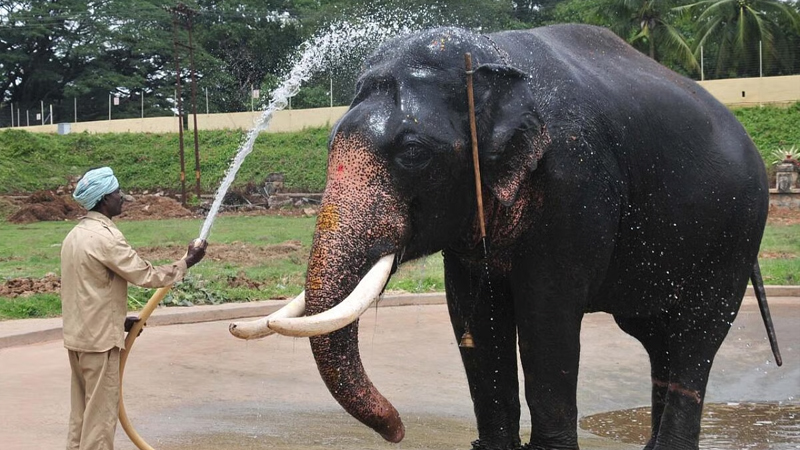 ಕಾಕನಕೋಟೆಯಲ್ಲಿ ಆಪರೇಷನ್ ʻಖೆಡ್ಡಾʼ - ಕಾಡಿನಿಂದ ಅರಮನೆಯ ಅಂಬಾರಿವರೆಗೆ; ದಸರಾ ಆನೆಗಳ ಇತಿಹಾಸವೇ ರೋಚಕ! 18 Balarama