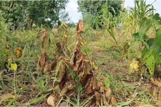 Belagavi Excluded from Drought Hit Districts List Farmers Enraged 2