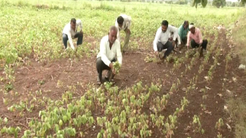Bidar farmers
