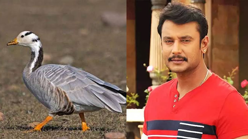 Darshan 1