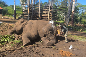 Dubare elephant death