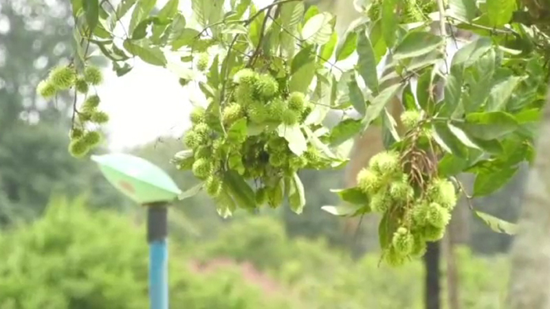 ಕೊಡಗಿನಲ್ಲಿ ವಿದೇಶಿ ಹಣ್ಣುಗಳ ಕೃಷಿಗೆ ಹೊಸ ಹೆಜ್ಜೆ - ಲಾಂಗಾನ್, ರಾಂಬುಟಾನ್, ಲಿಚ್ಚಿ ಬೆಳೆಯತ್ತ ರೈತರ ಚಿತ್ತ 13 Kodagu 4