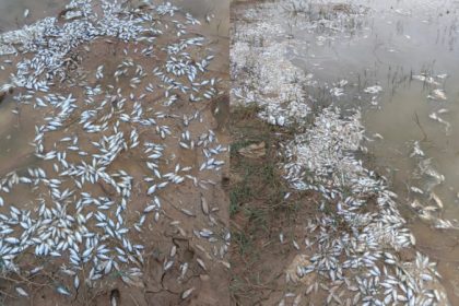 Kolar Fish Death
