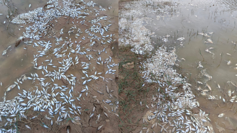 Kolar Fish Death
