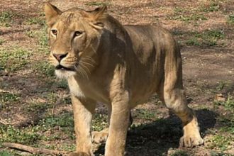 Lion