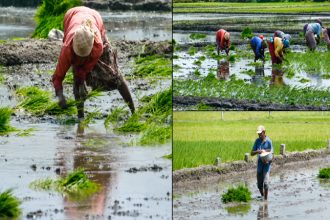 Mandya Farmers