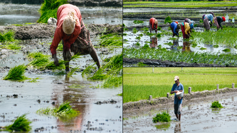 Mandya Farmers
