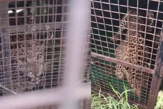 Mandya Leopard