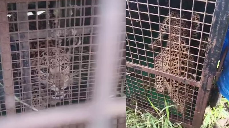 Mandya Leopard