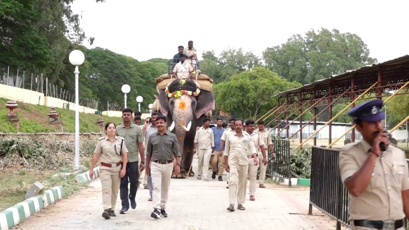 Mysuru Dasara 2026 Weight Bearing Rehearsals Begin for Elephants 1