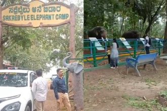 Sakrebyle Elephant Camp