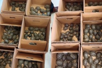 Star Tortoise Seized In Gandhinagar