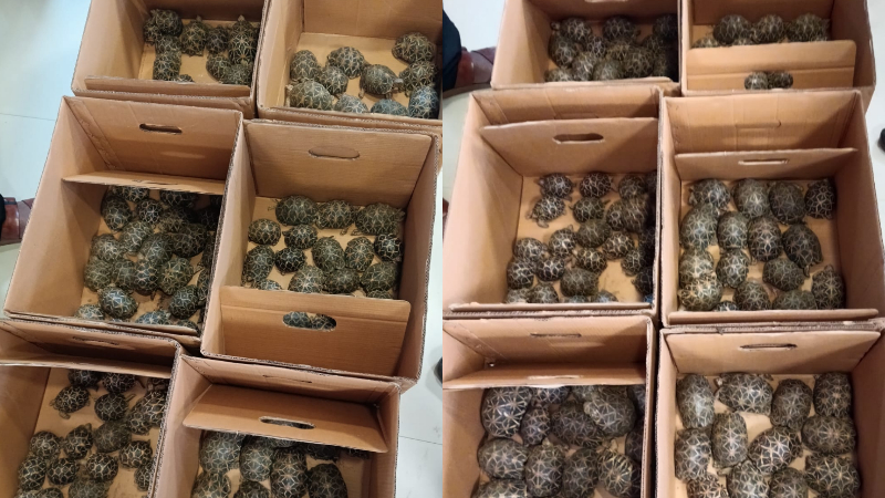 Star Tortoise Seized In Gandhinagar