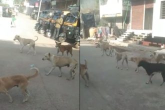 Stray Dog