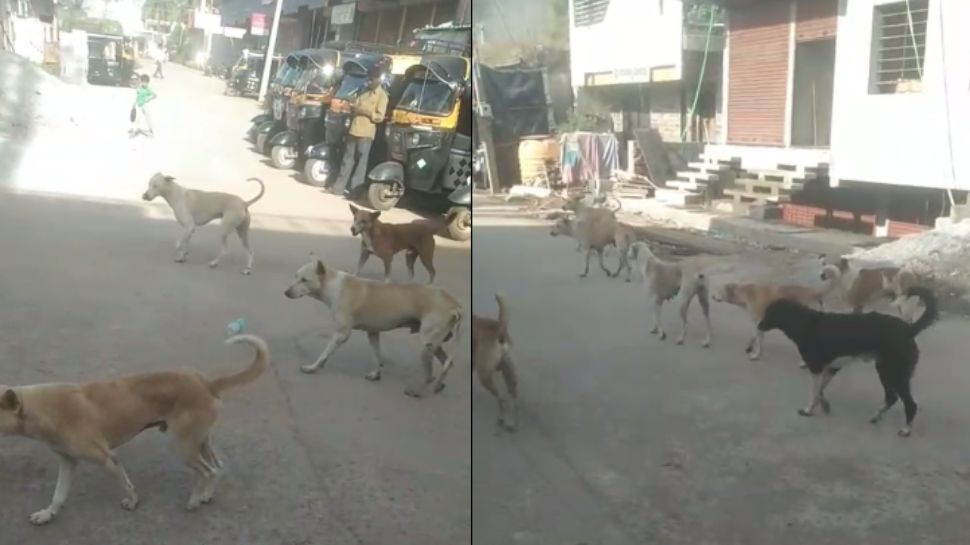 Stray Dog