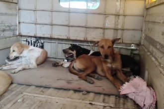 Stray Dogs