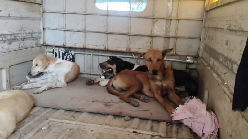 Stray Dogs
